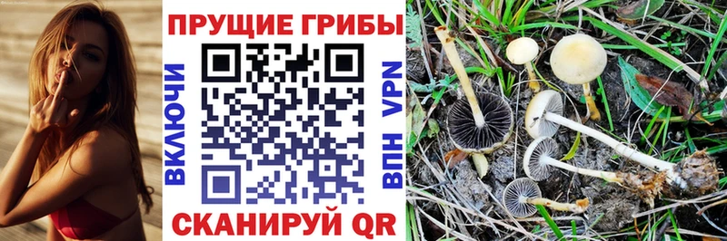 Купить  Грязи  Псилоцибиновые грибы Magic Shrooms 